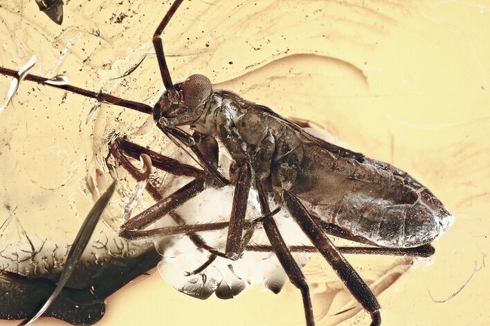 Huge Detailed Fossil True Bug (Heteroptera) In Baltic Amber #343233